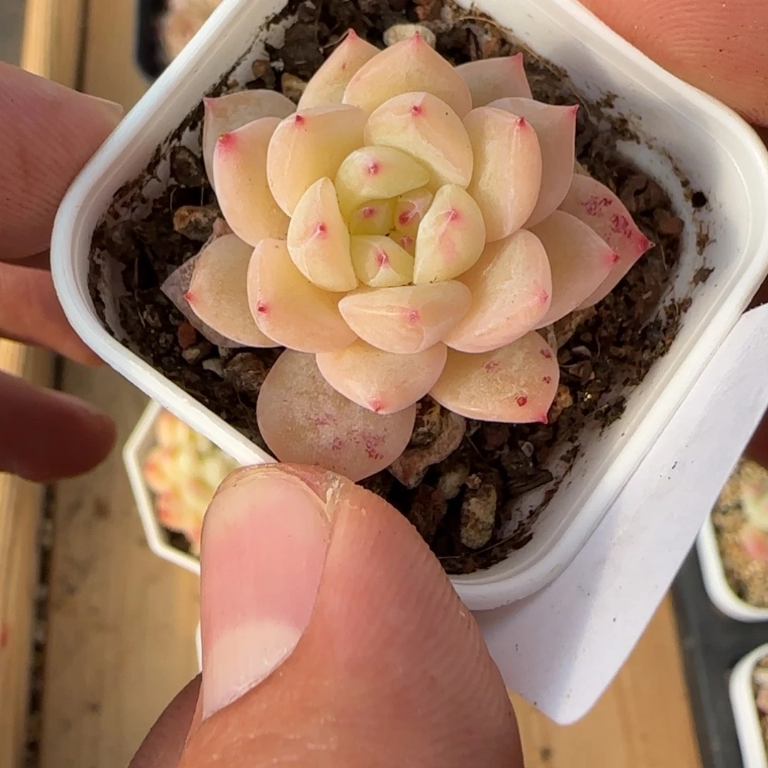 一物一拍麦秆珍妮04064