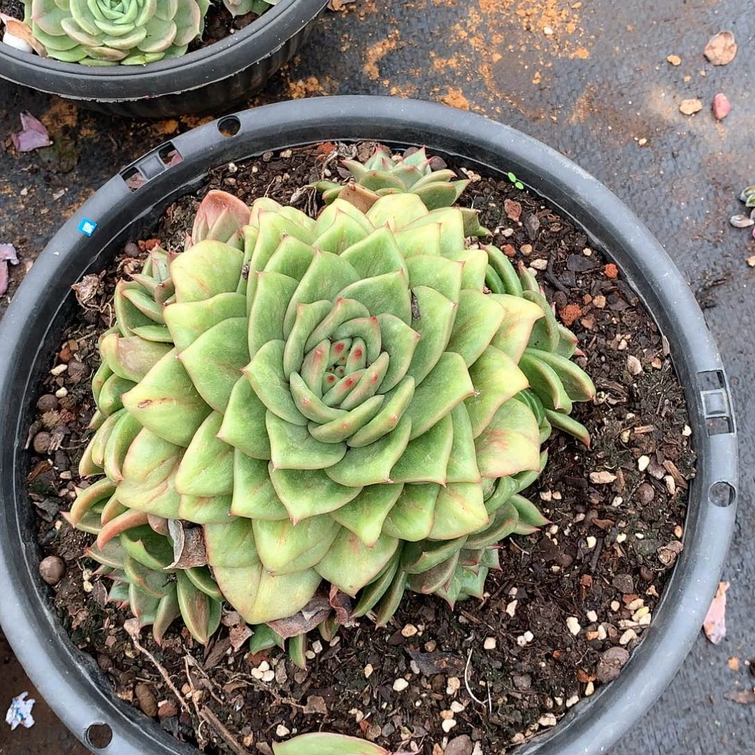 242蔷薇锦 一物一拍多肉