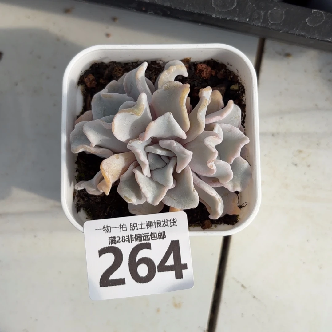 芭蕾舞者无盆土发货