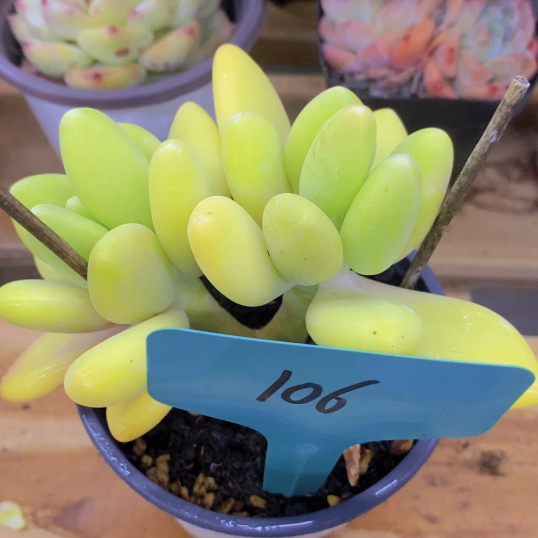 开心多肉，一物一拍，专场