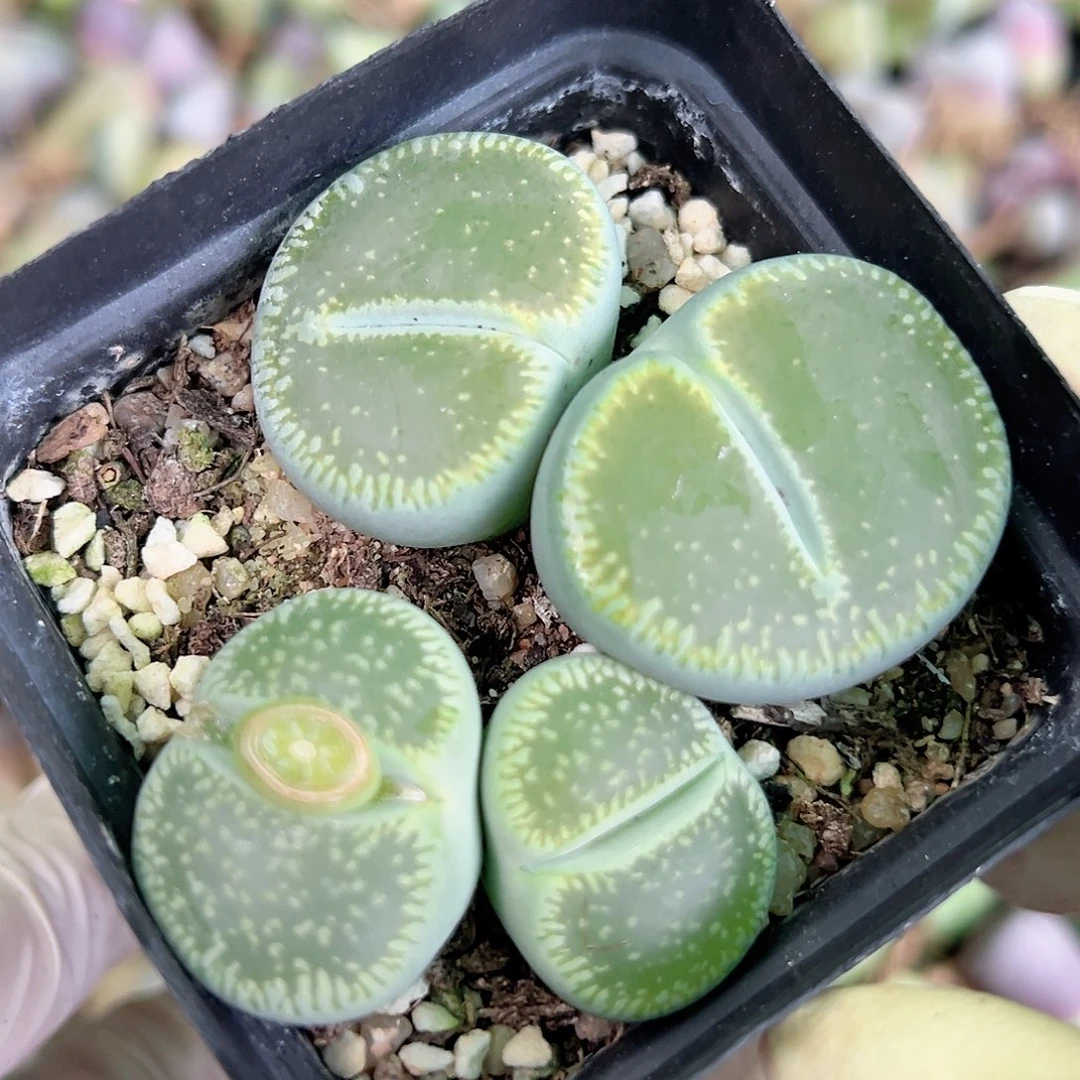 2000 好养易活生石花大母本两颗