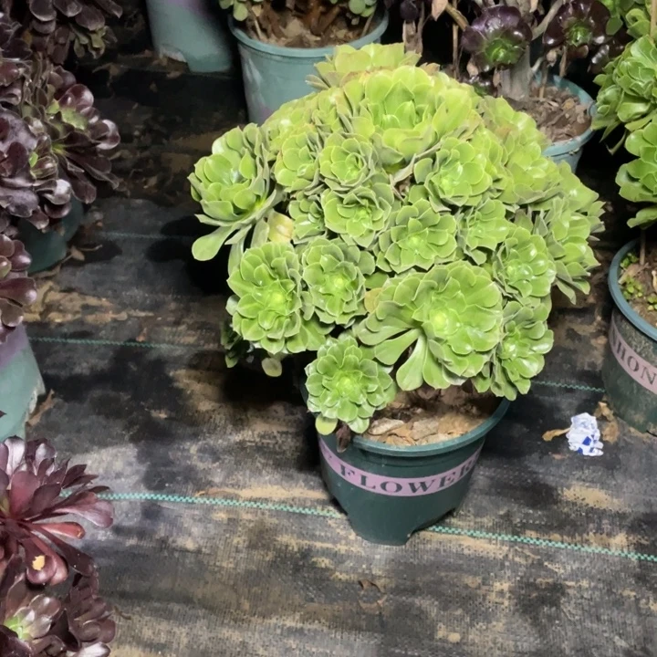 65多肉植物多肉多肉多肉