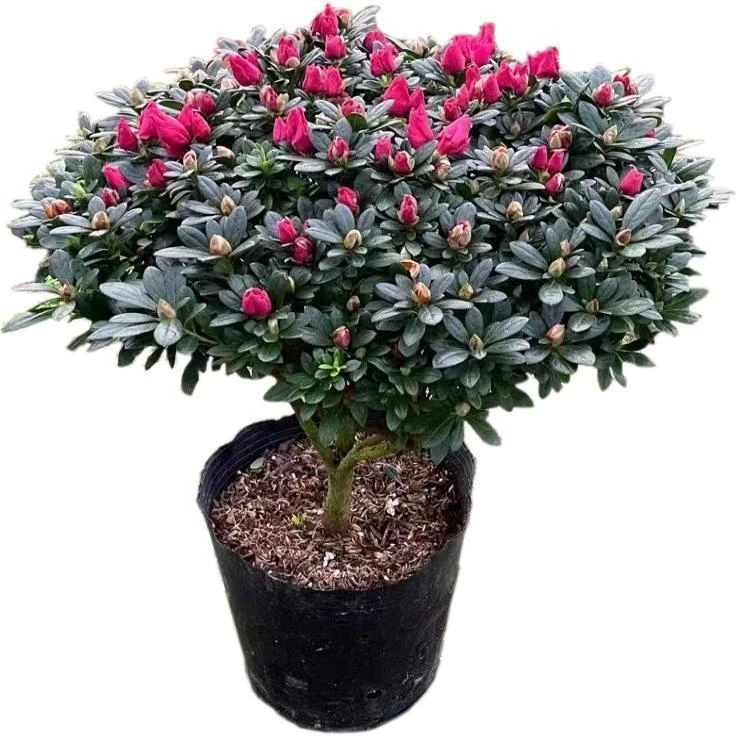 杜鹃花盆栽红色花卉四季开花室内外耐寒易养护