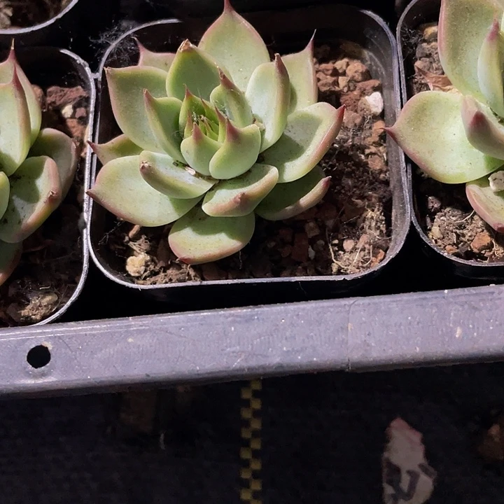 托斯卡1.8带盆土发