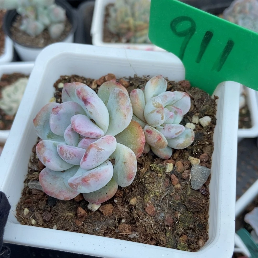 911石化星影多肉植物保护