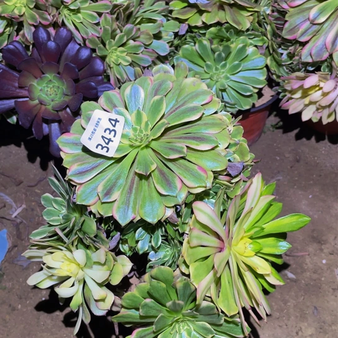 3434粉美姬带七彩多肉植物