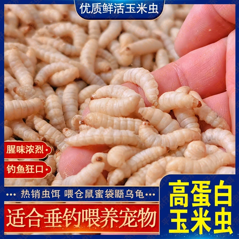 【5盒玉米虫厂家大促】鲜活玉米虫钓鱼活饵葡萄蜜虫野钓鲤鱼虫饵料