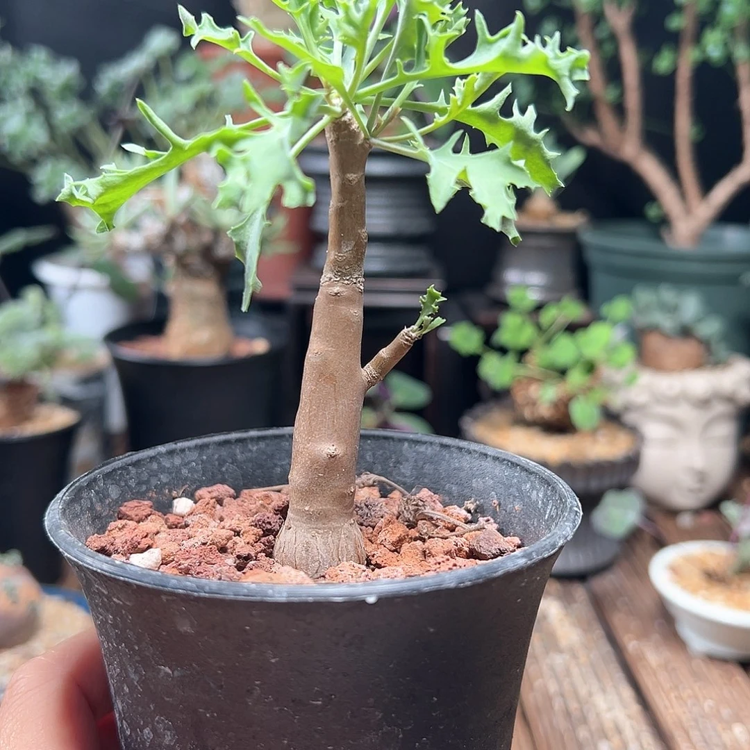 裂叶葡萄厚敦菊带盆包邮