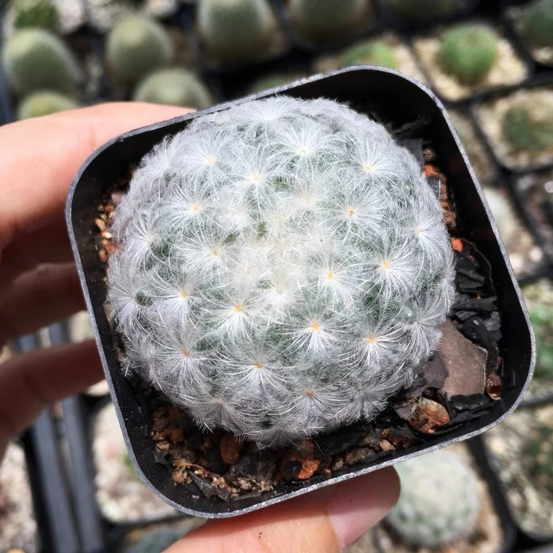 小号白星仙人球 单头一颗多肉植物