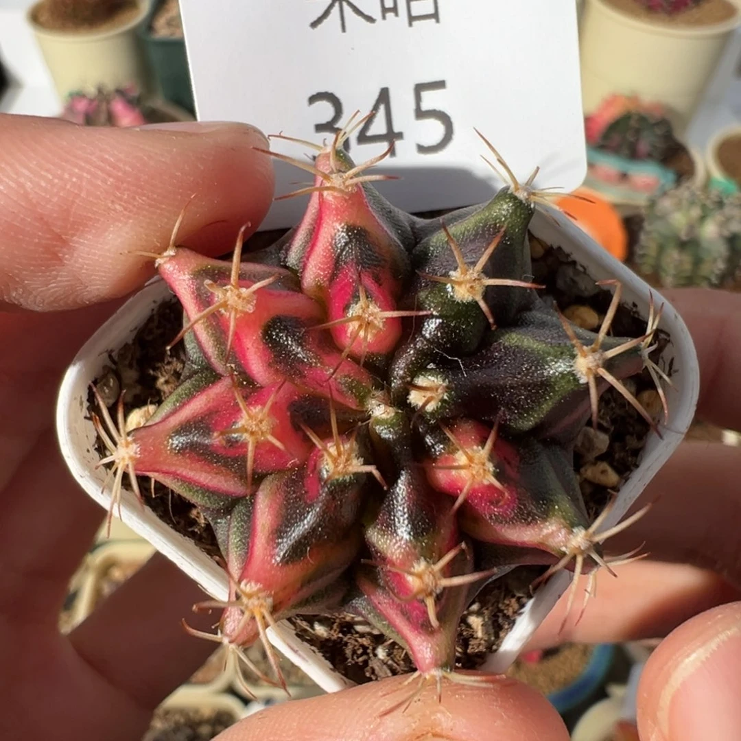 345 好看的米哈冲冲冲