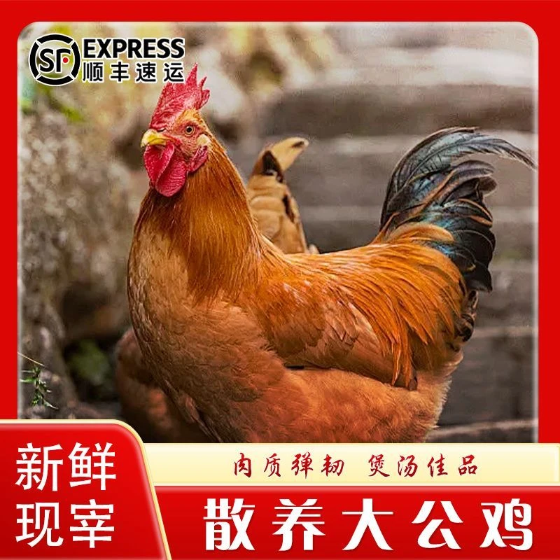 【2只黑脚大公鸡】自家散养现宰现杀冷鲜发货毛重10-12斤 净重6斤