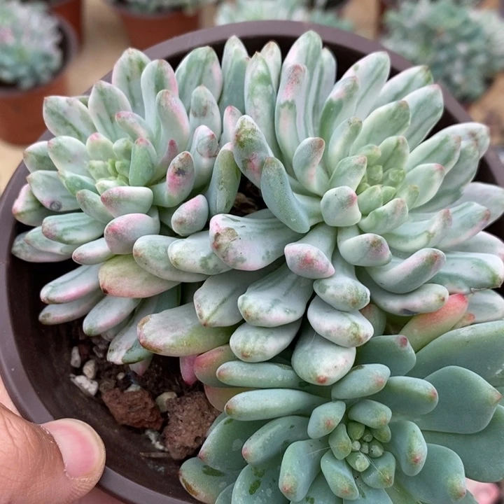 蓝苹果多肉植物A3058