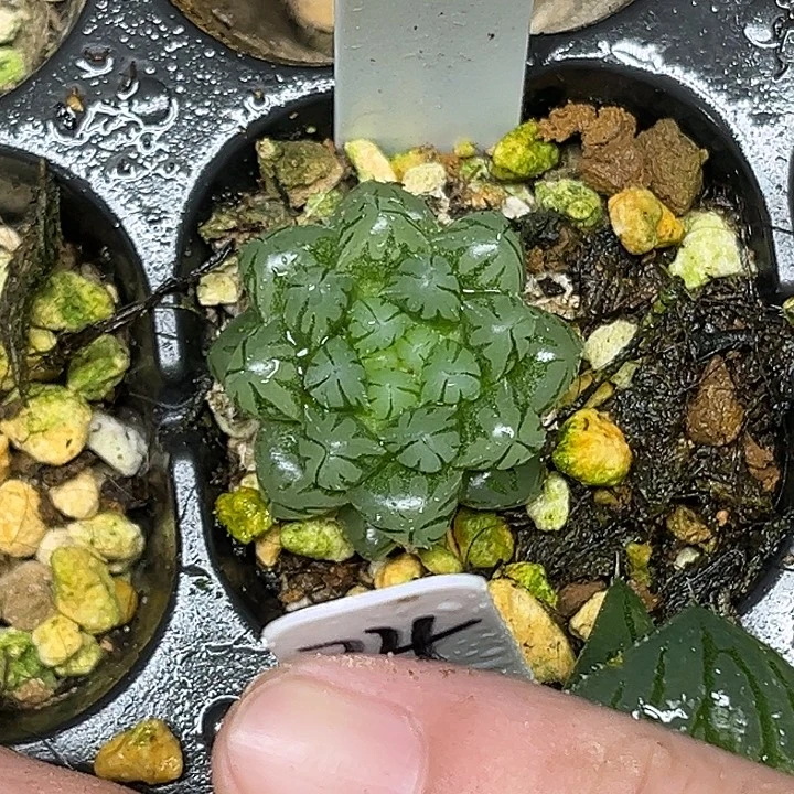 27雨斑霓虹灯脱土发货