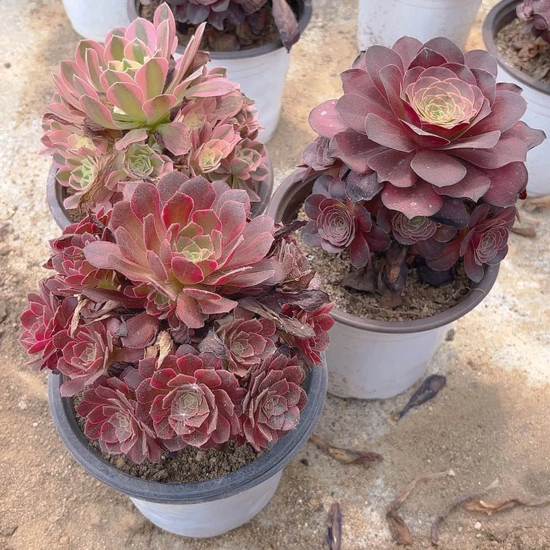 粉水晶魅金安娜多肉植物上