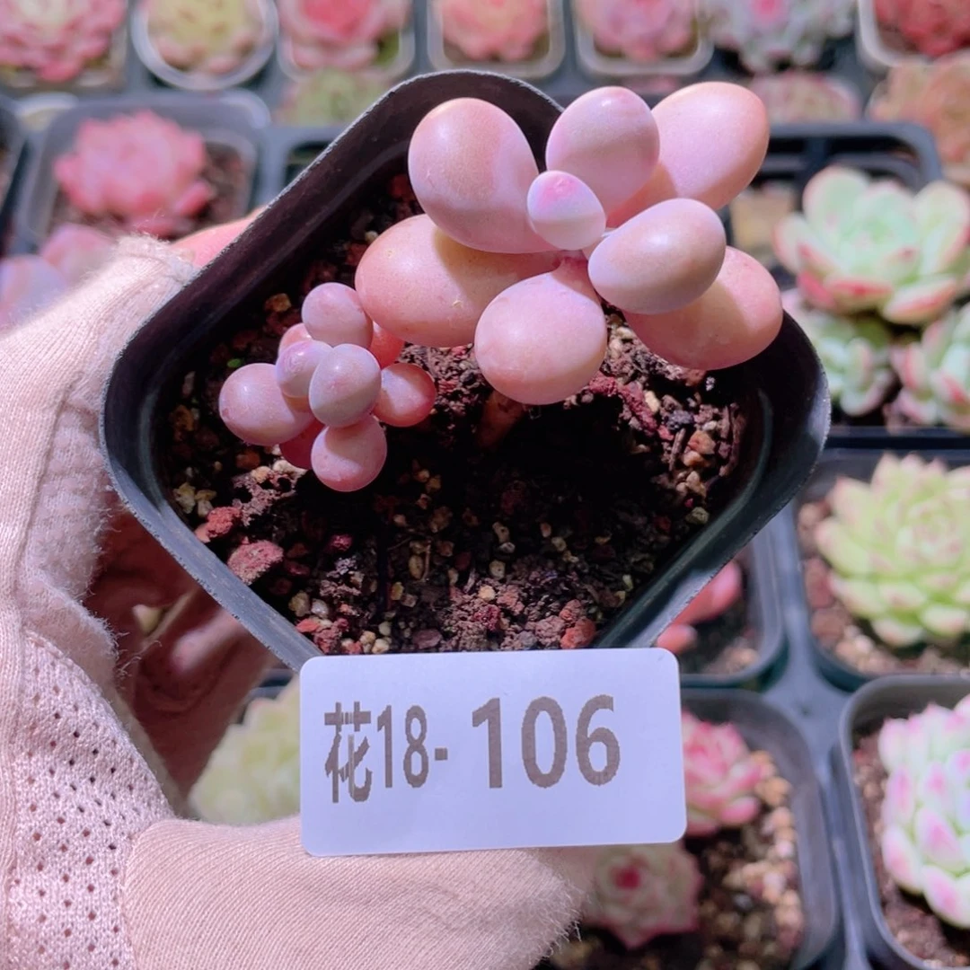 花利美18-106桃蛋