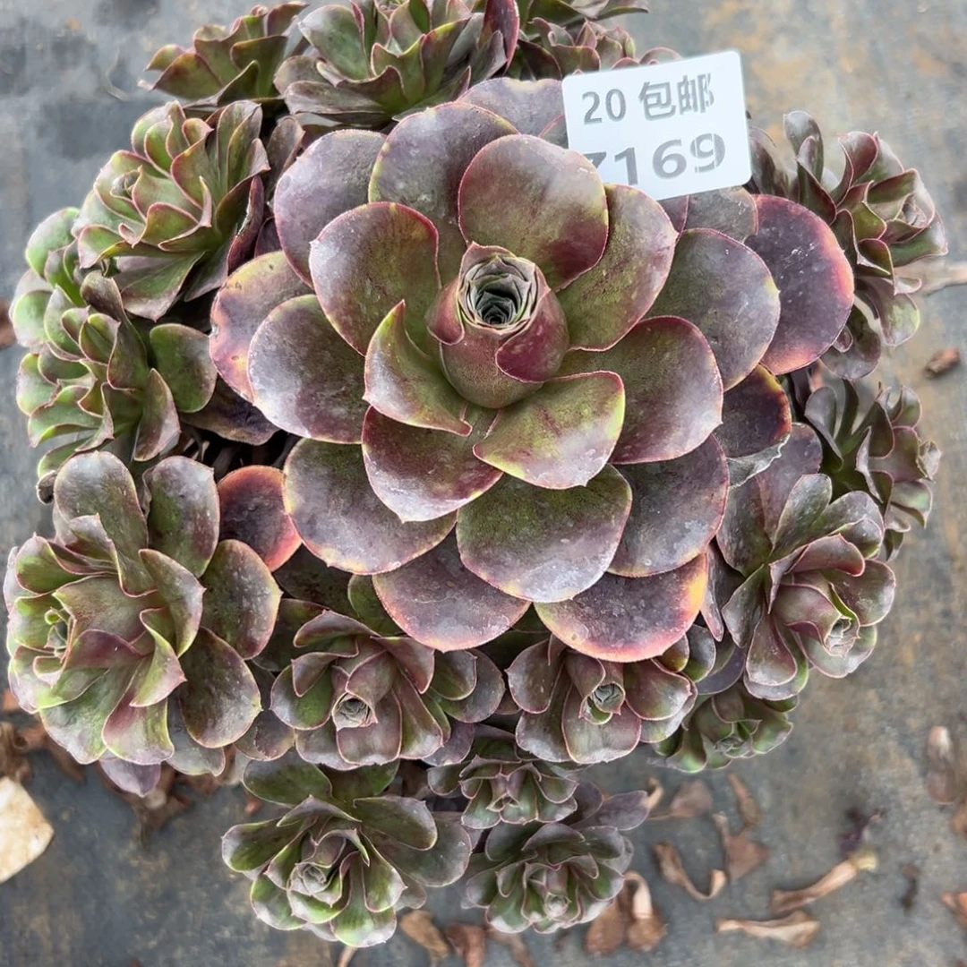 169美姬，满20包邮嘟叮熊