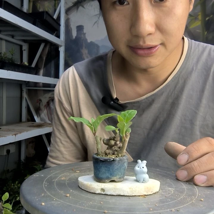 ?****?中青园艺一物一拍83