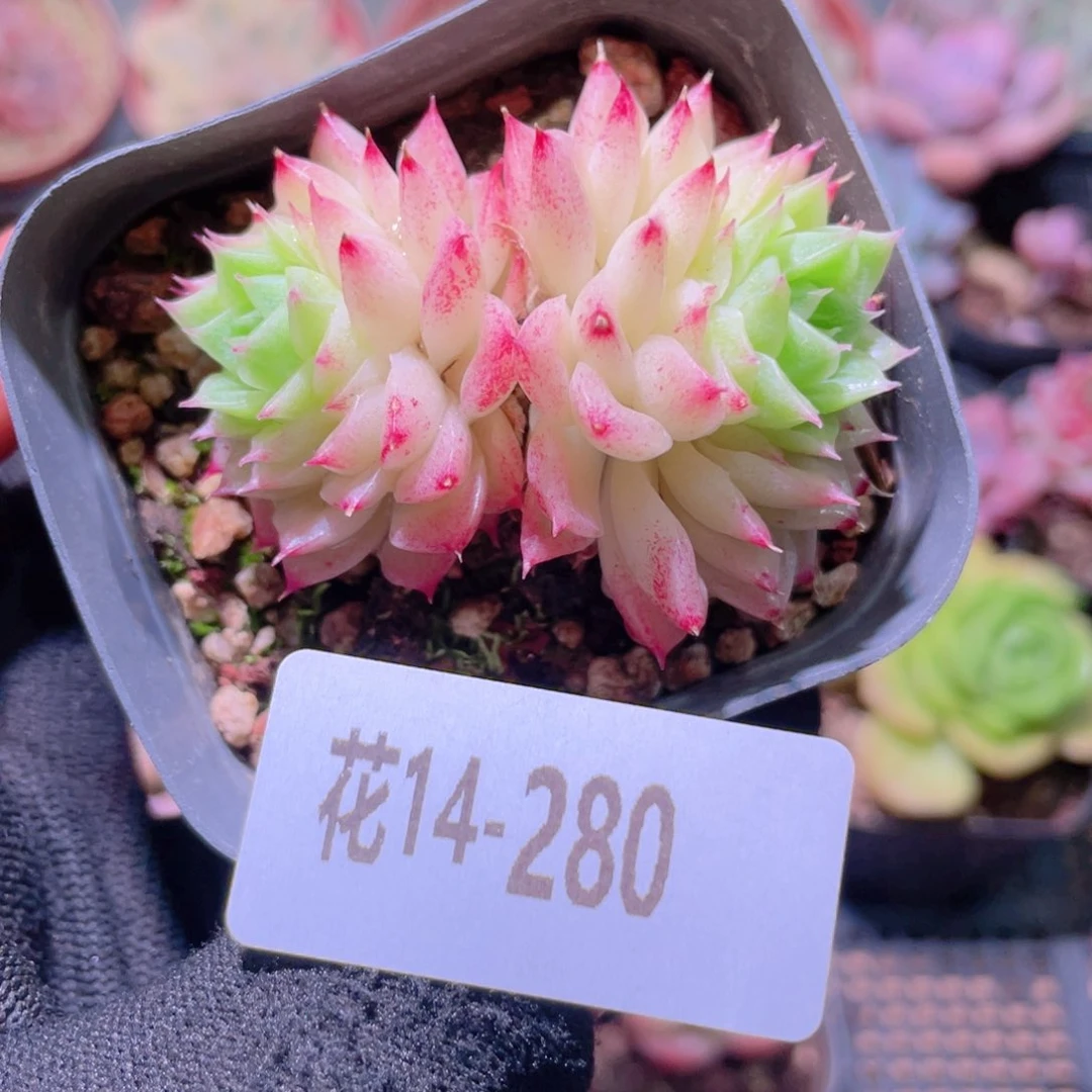 花利美14-280麦秆