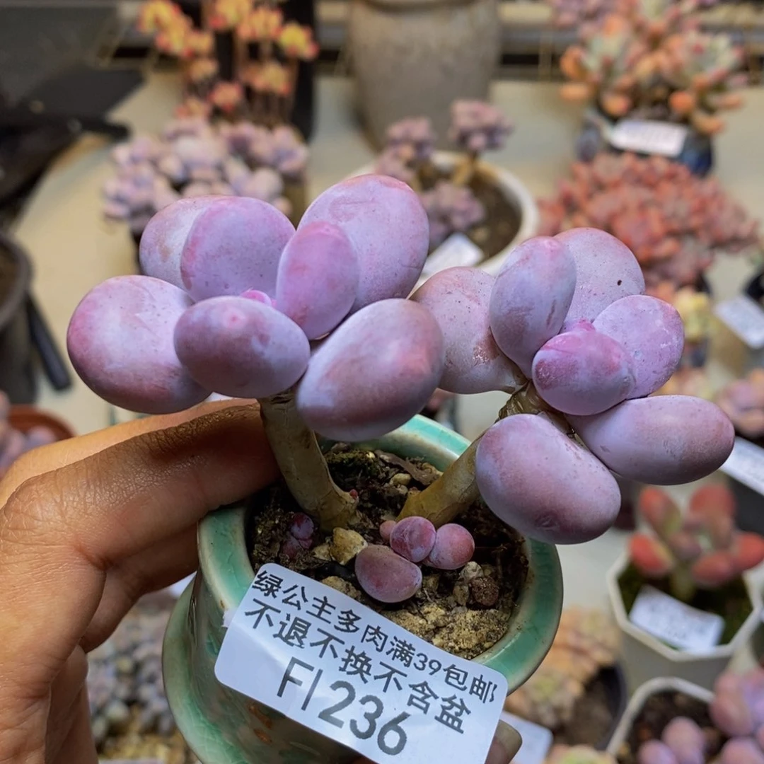 咋*呐236彩虹奶多肉6c m m