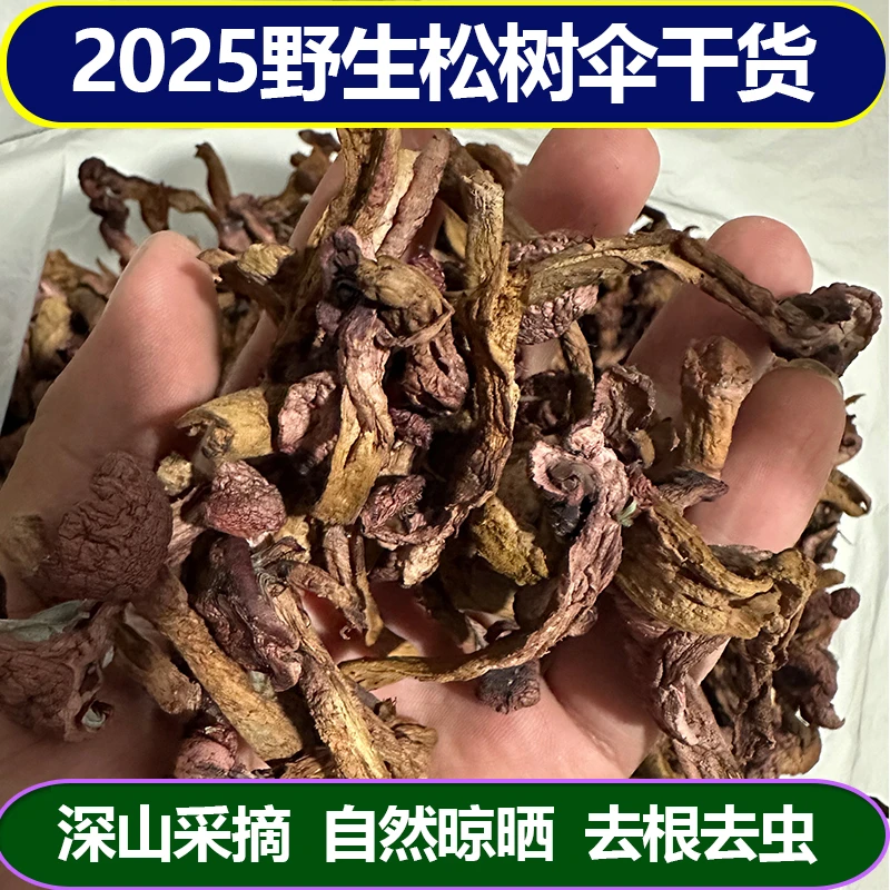 野生松树伞干货肉蘑红蘑野生菌蘑菇食用菌松蘑色丁菇自然晾晒去虫