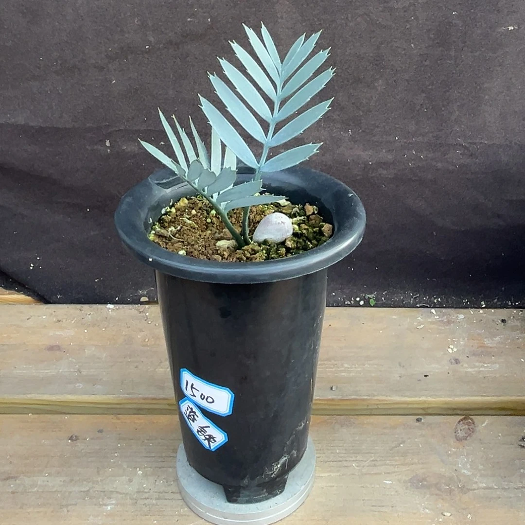 汤圆植物蓝棘铁超蓝叶片