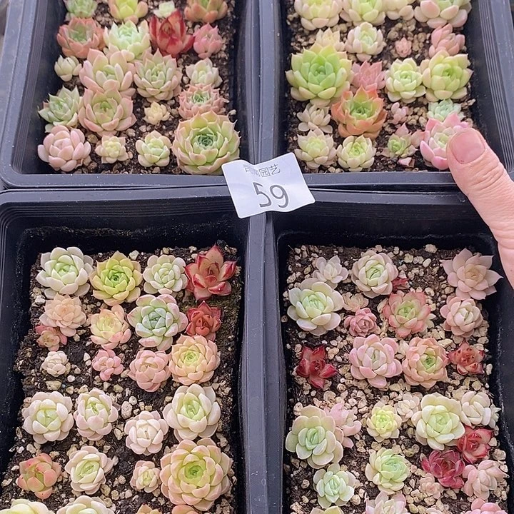 59 多肉植物盆栽花卉