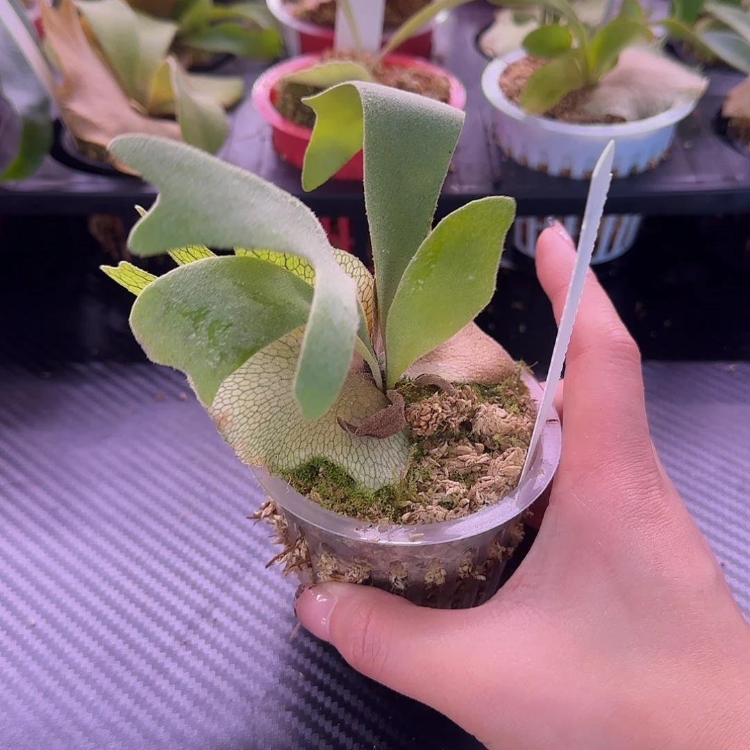 爪哇v鹿角蕨孢子苗