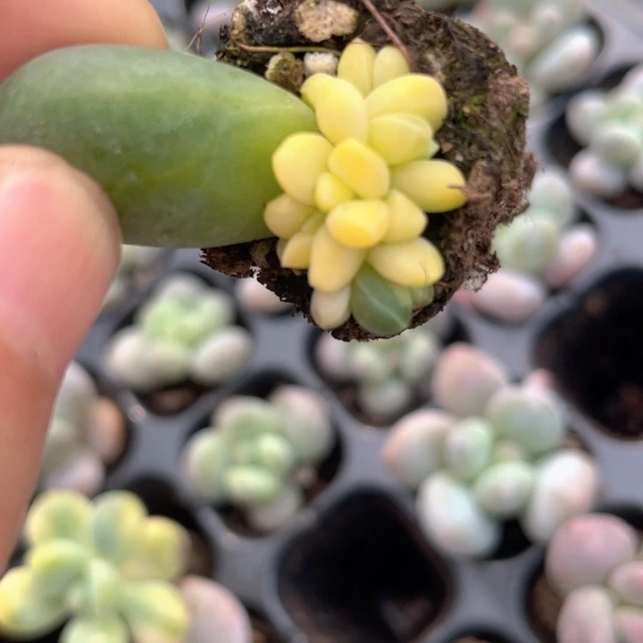 赵***子一物一拍满18包邮