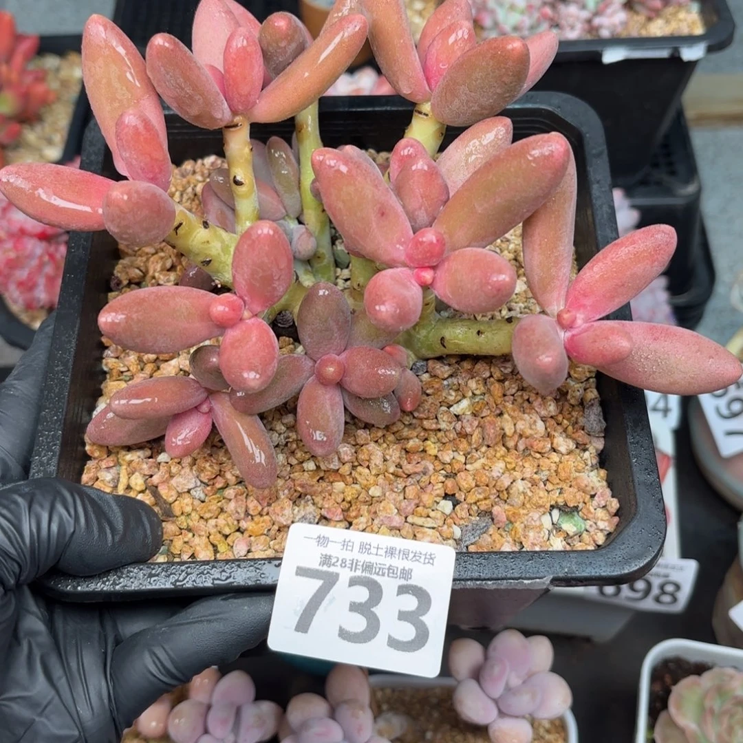 大糖果美人无盆土发货