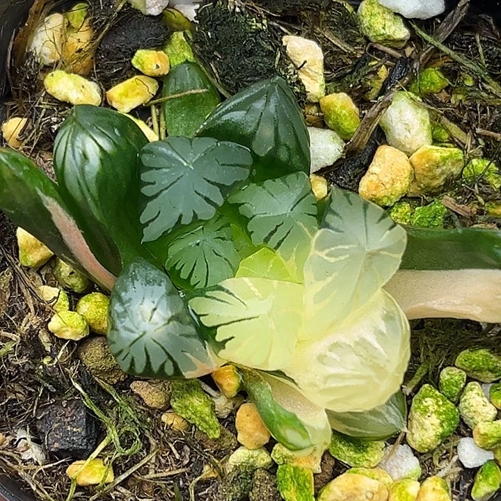 164老川玉露锦头家多肉十二卷