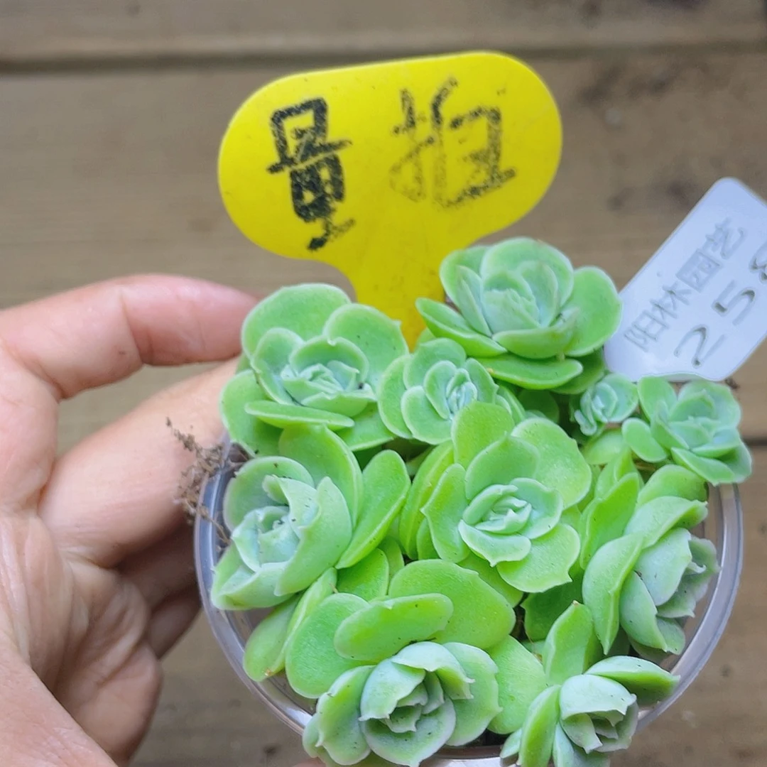 量拍多肉植物多肉植物258