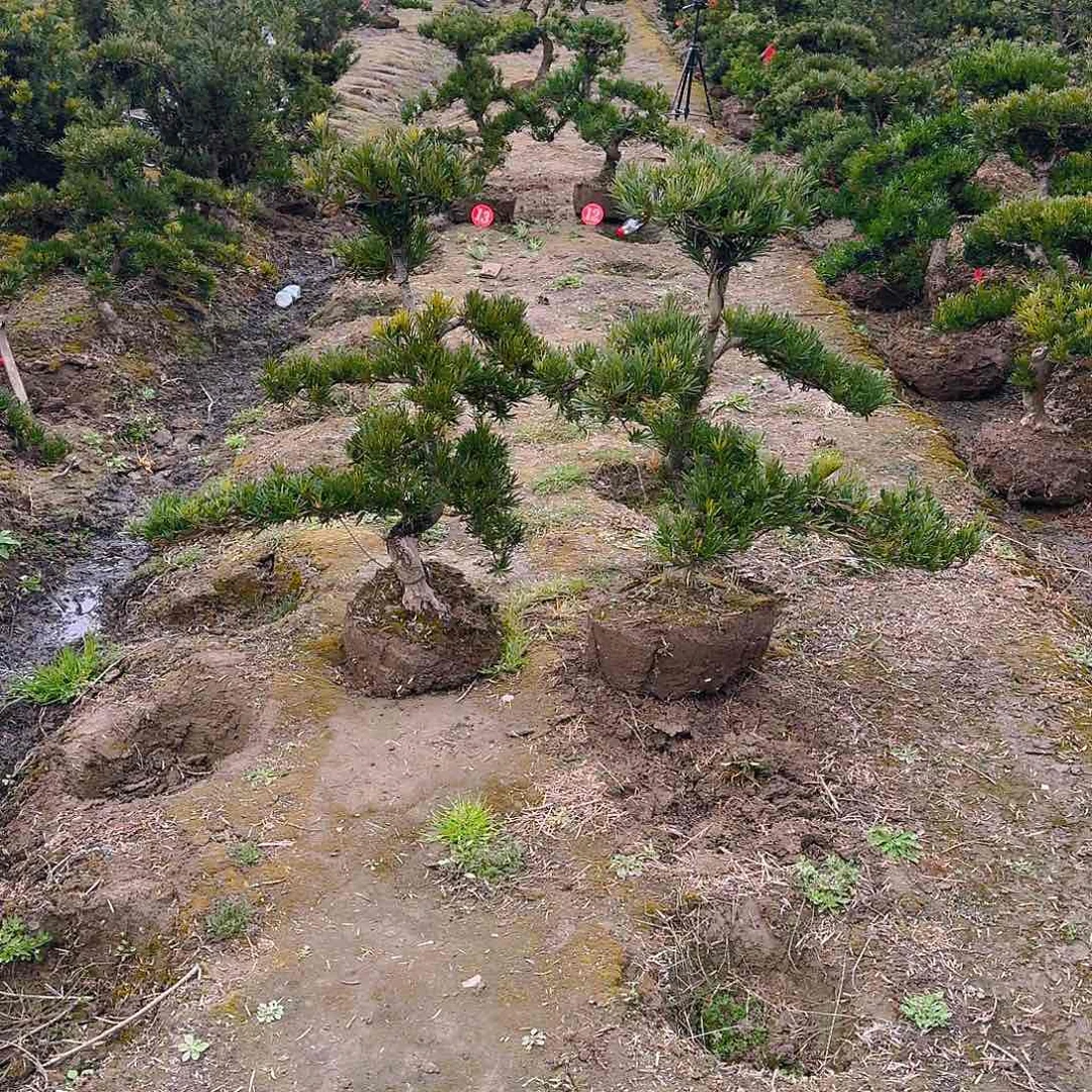 罗汉松盆景艺术用****2