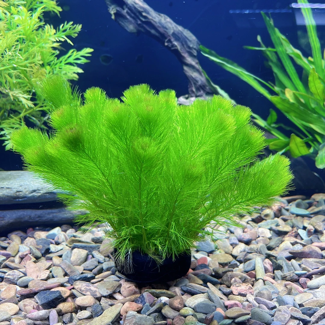 【绿羽毛水草】新手水草增氧净化水质