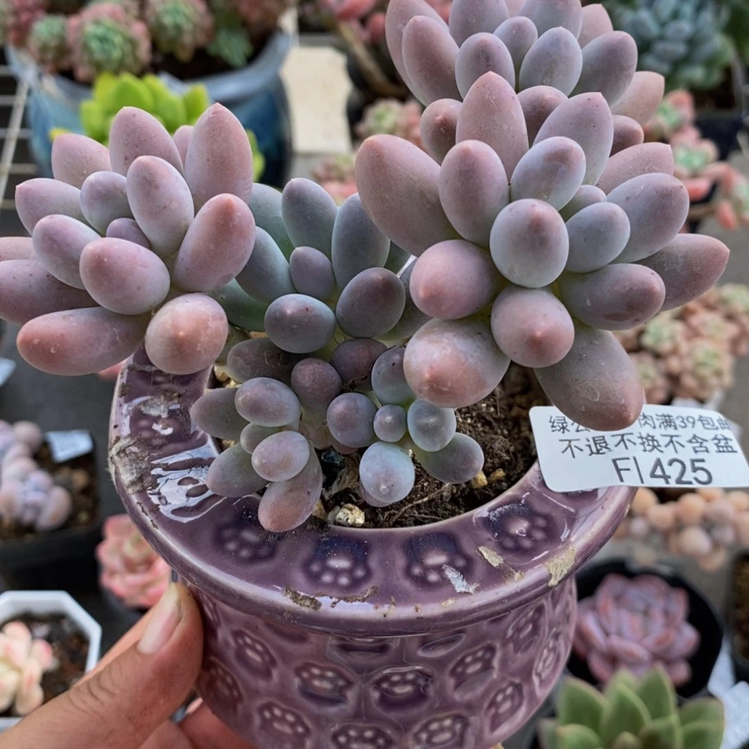 425汤圆奶酪10cm多肉