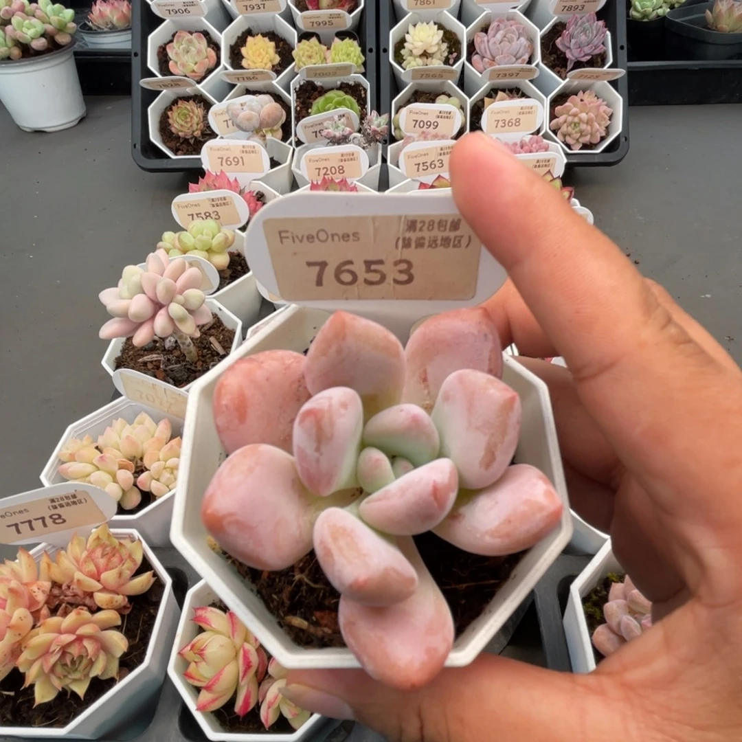 7653香水 5.0厘米