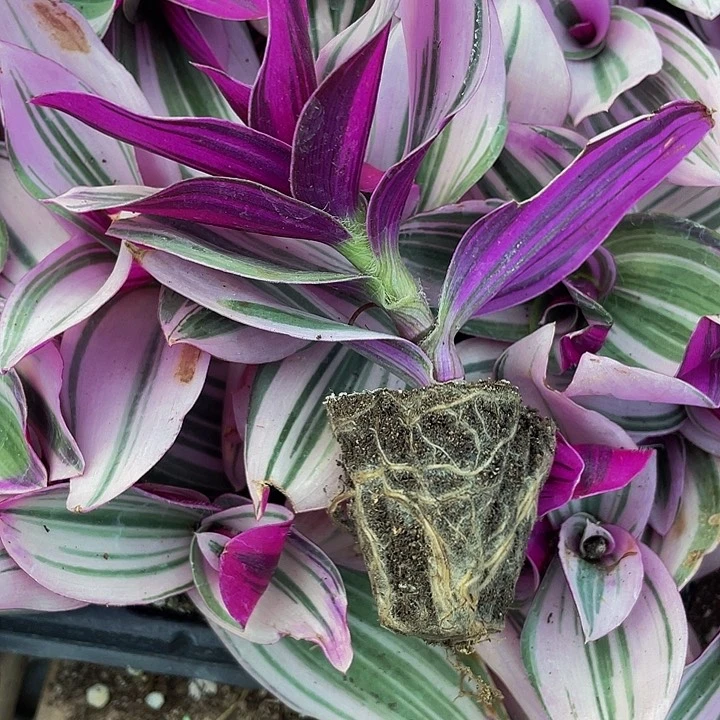 婚礼油画1.5带土发