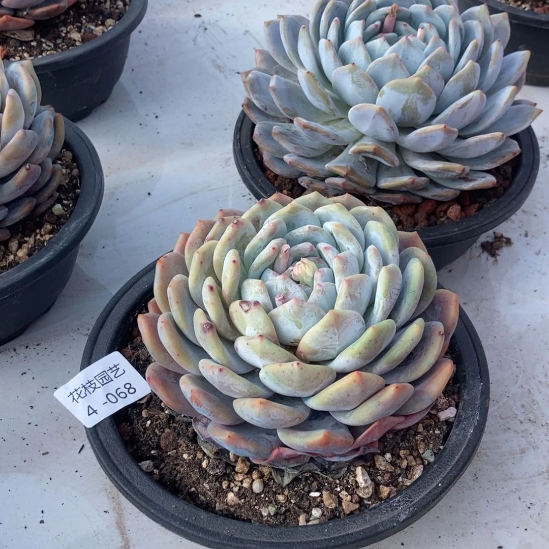 4.68大单头梦露随机发货一颗厚叶