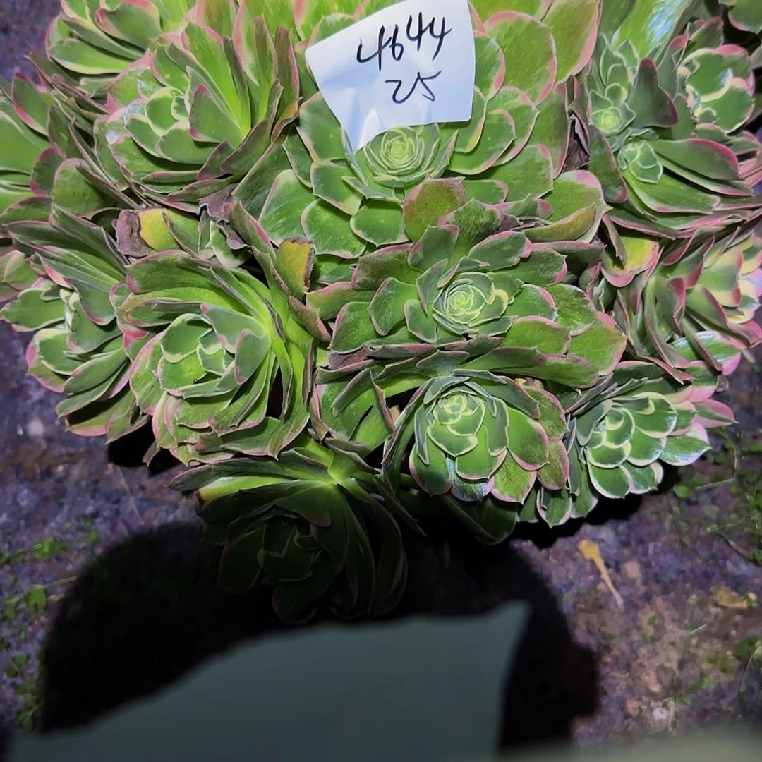 潇**哥粉玲珑多肉法师福利不包损4644