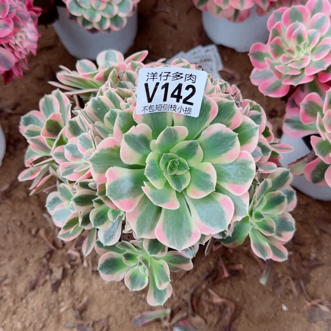 粉女巫法师142冠幅18