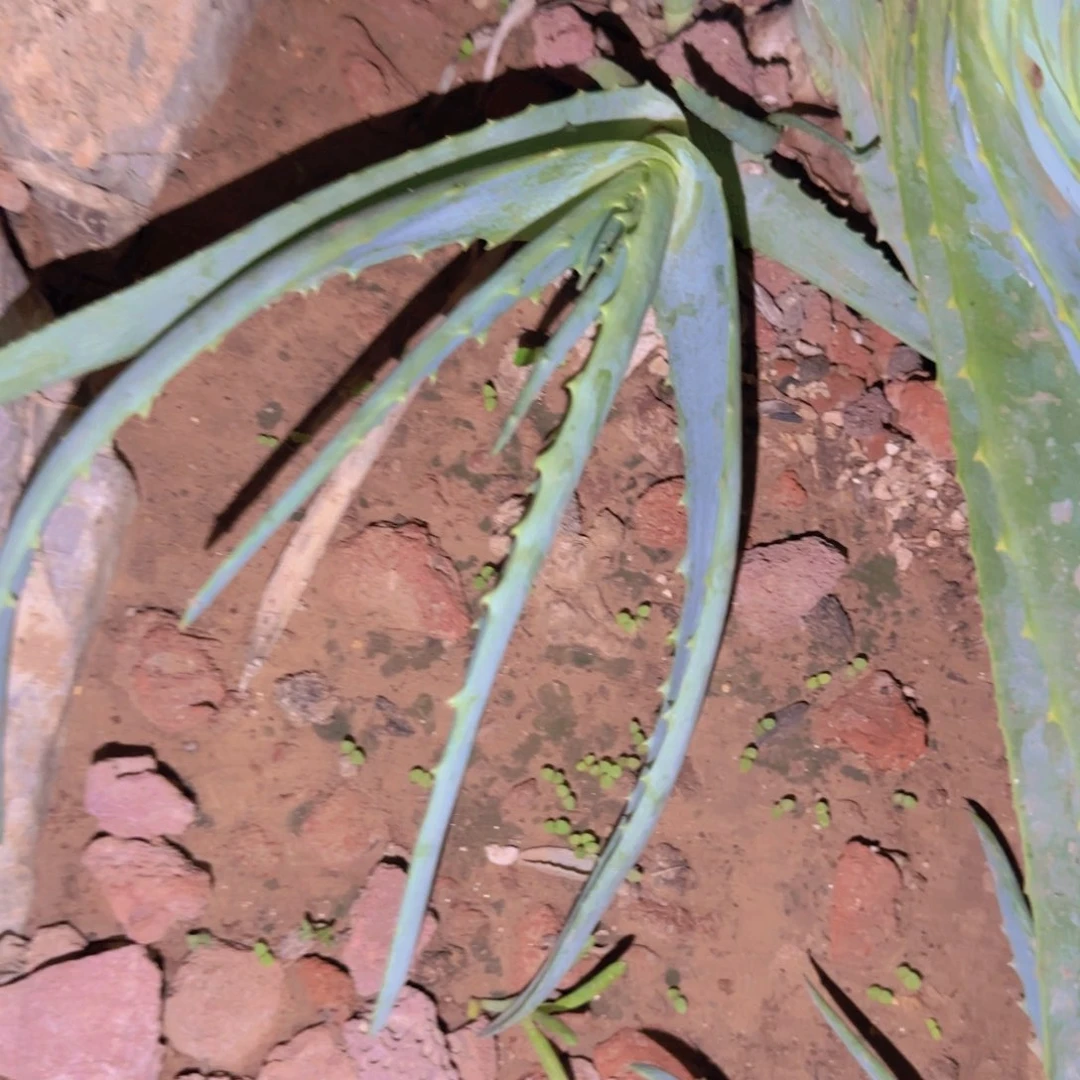 填***字块根植物块根植物