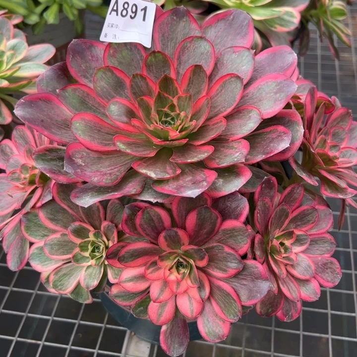 891纳福22厘米左右