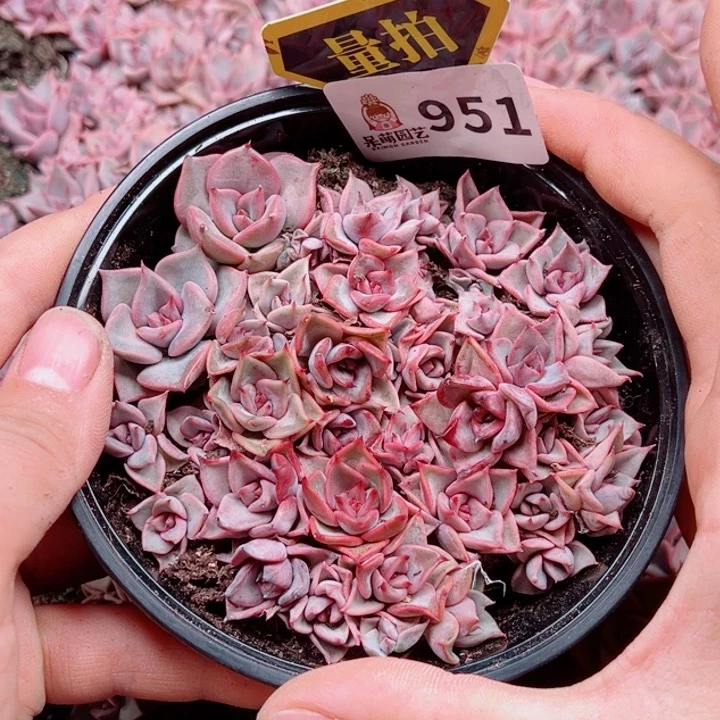 多肉植物多肉植物