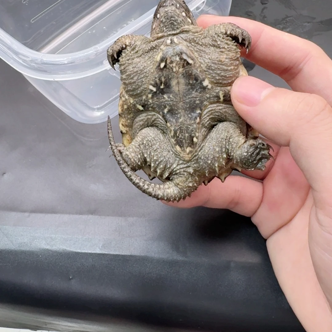 宠物龟不分公母11
