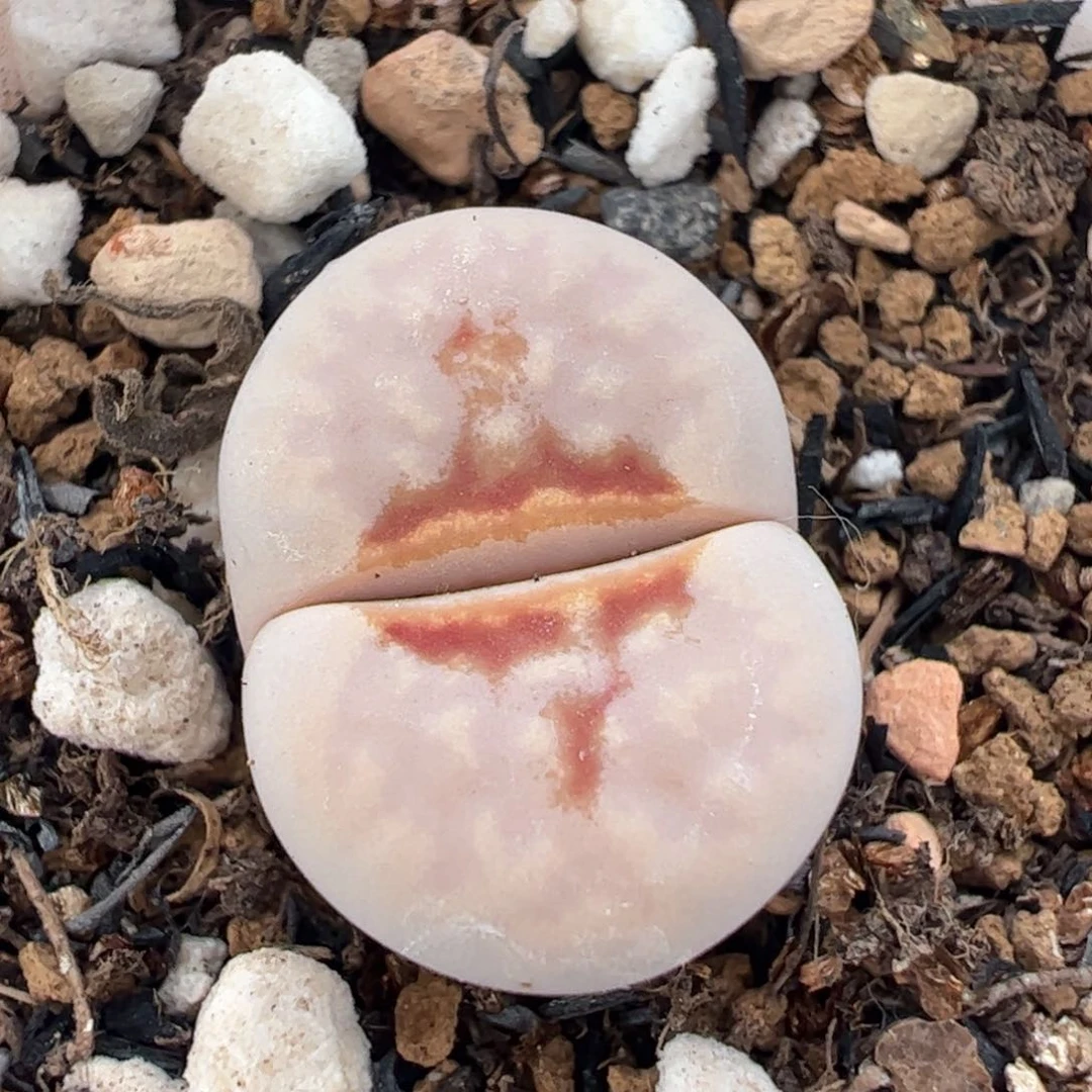 652多肉植物百科