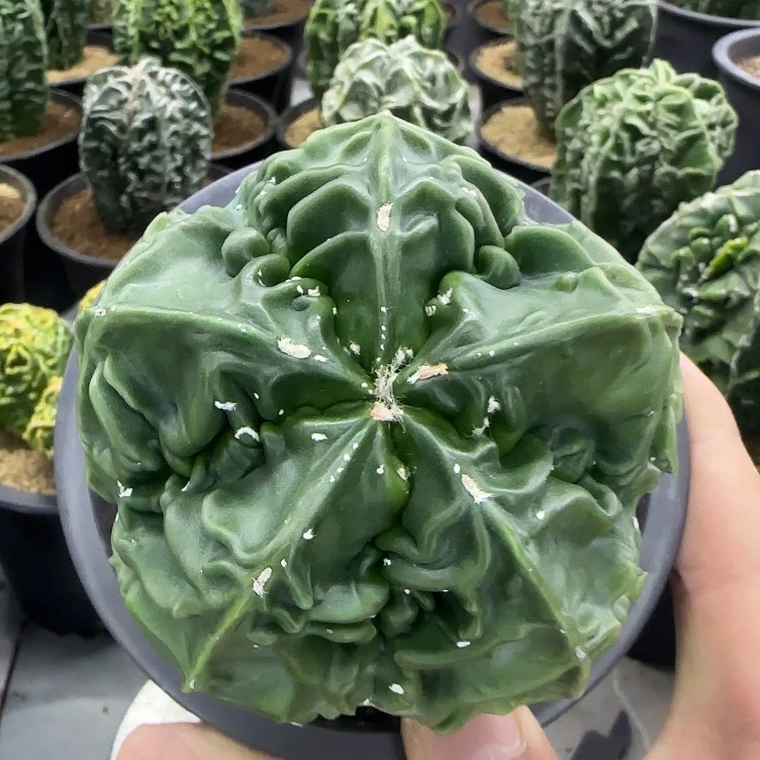 核桃鸾凤玉实生根013