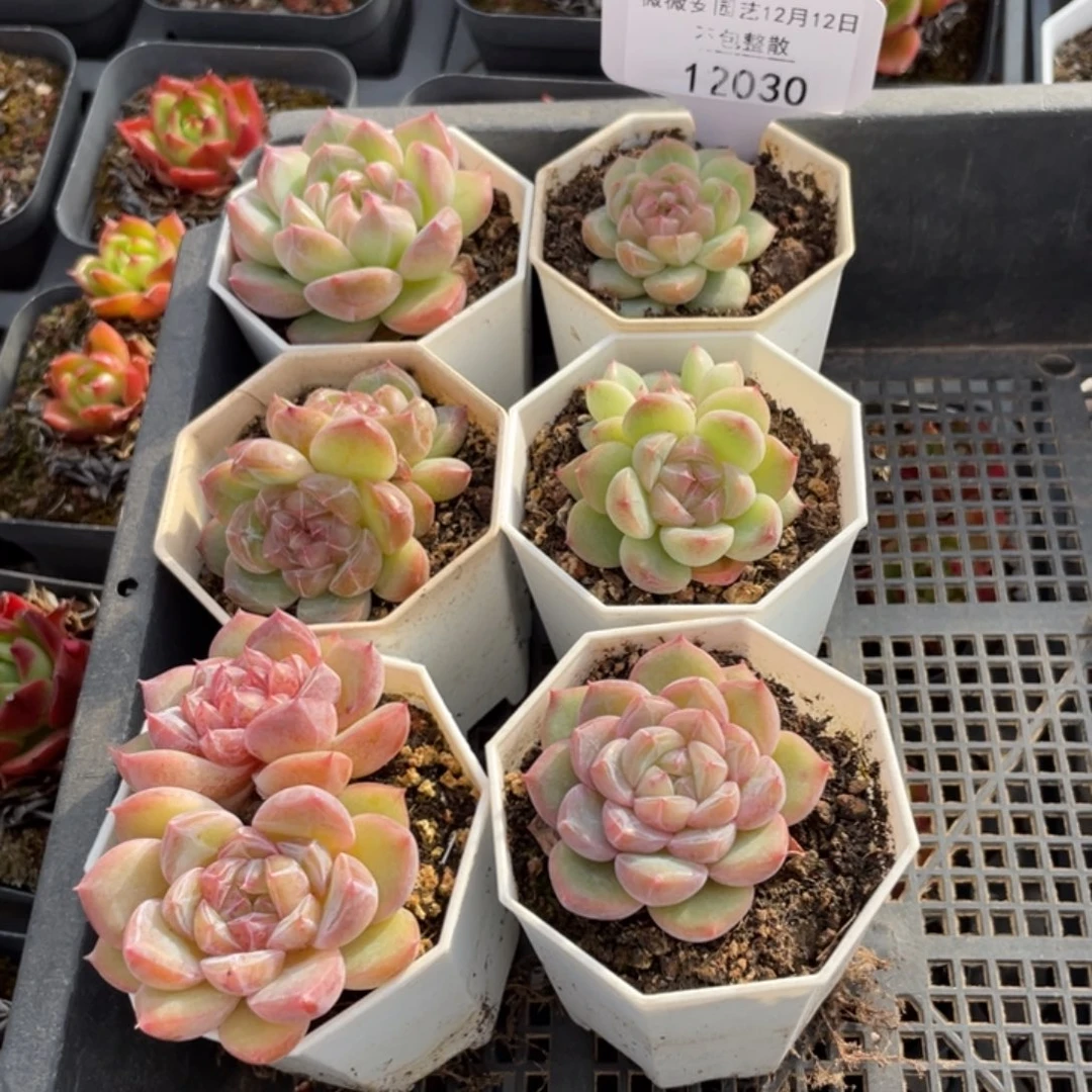 不包整散 盆子不售后12030