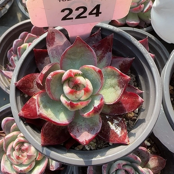 224 惊鸿仙子多肉植物6-9cm