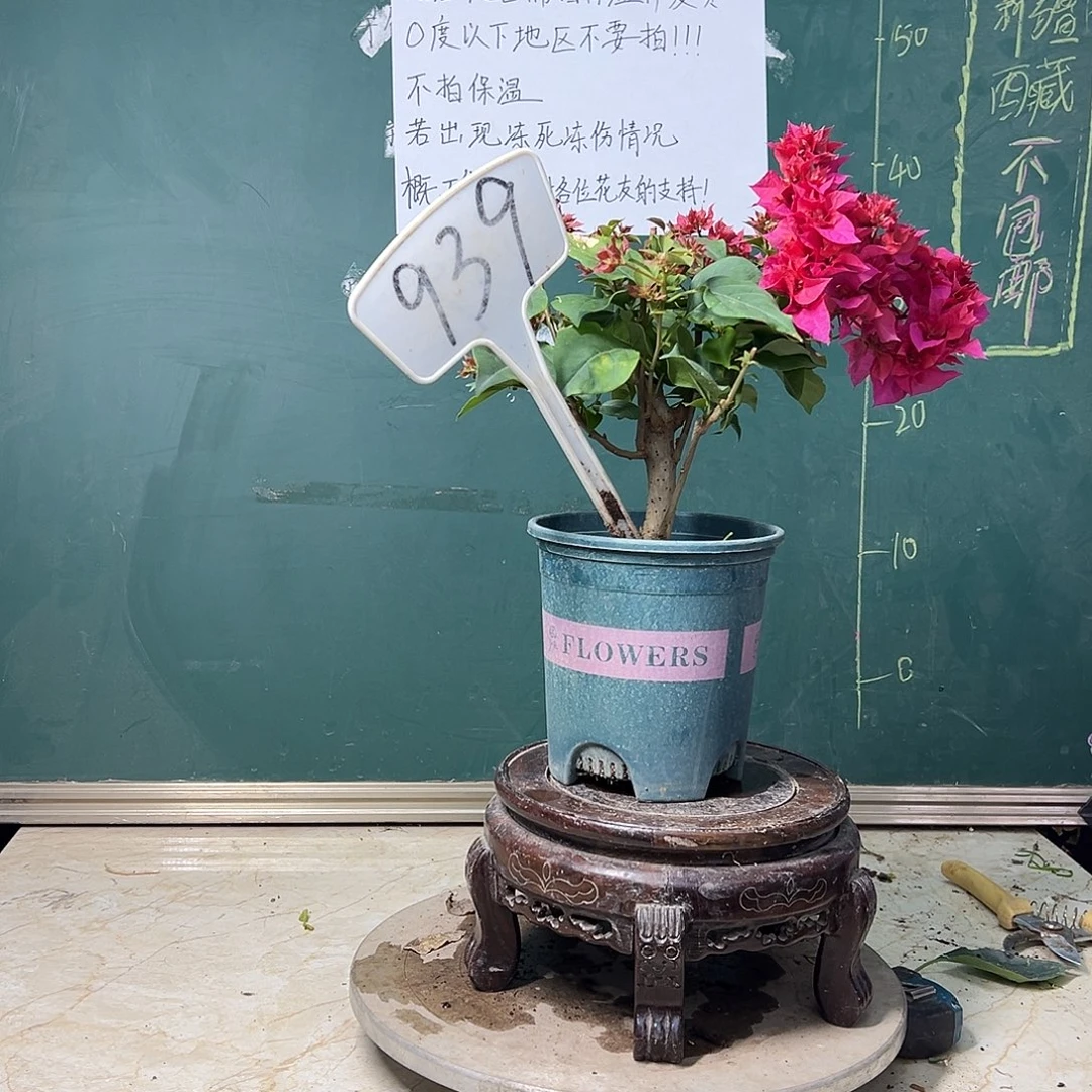 完全开放 重瓣红 939