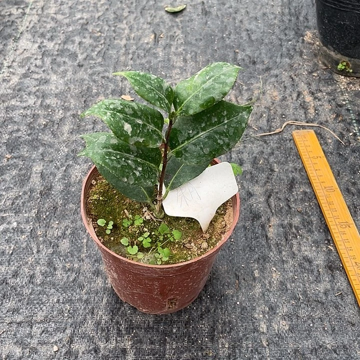 大部分开放少量花苞，根接休学