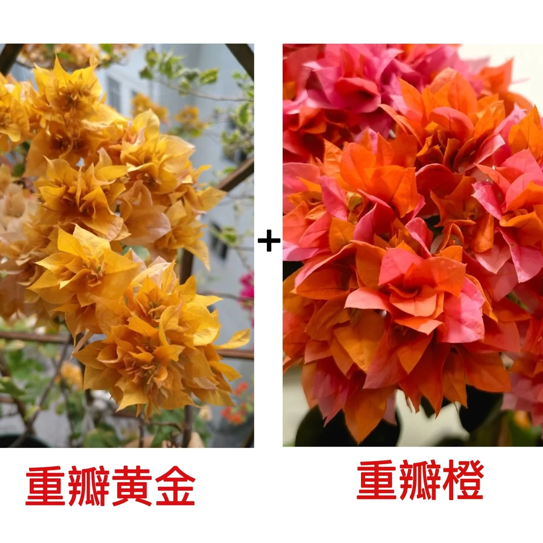 （重瓣黄金+重瓣橙）到手2颗三角梅四季勤花一花多色不带花不带盆